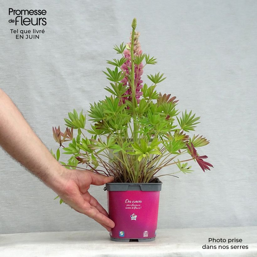 Ejemplar de Altramuz Gallery Pink Maceta 2L/3L entregado en verano