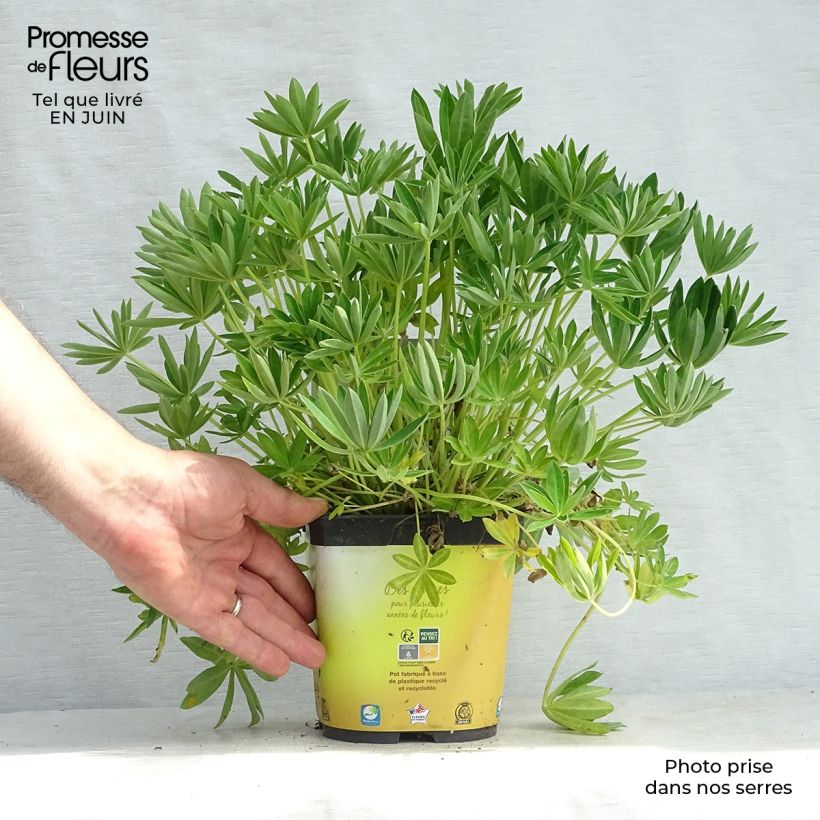 Ejemplar de Altramuz Gallery Yellow Maceta 2L/3L entregado en verano