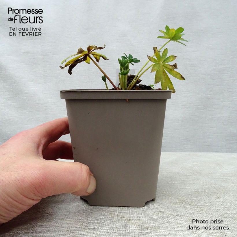 Altramuz West Country Blossom Maceta de 10 cm/11 cm Ejemplar entregado en invierno
