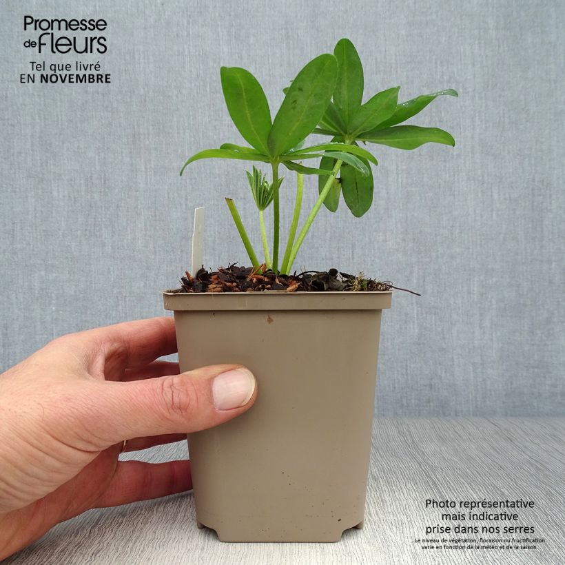 Ejemplar de Altramuz West Country Polar Princess Maceta de 10 cm/11 cm entregado en otoño