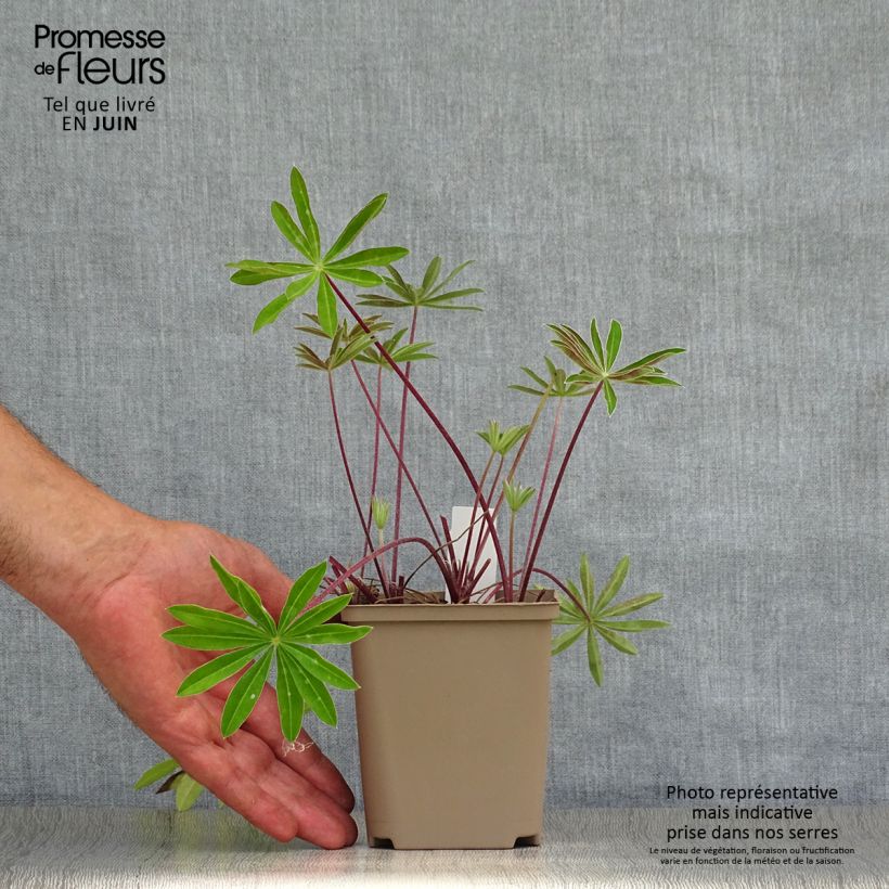 Ejemplar de Altramuz West Country Red Rum Maceta de 10 cm/11 cm entregado en verano
