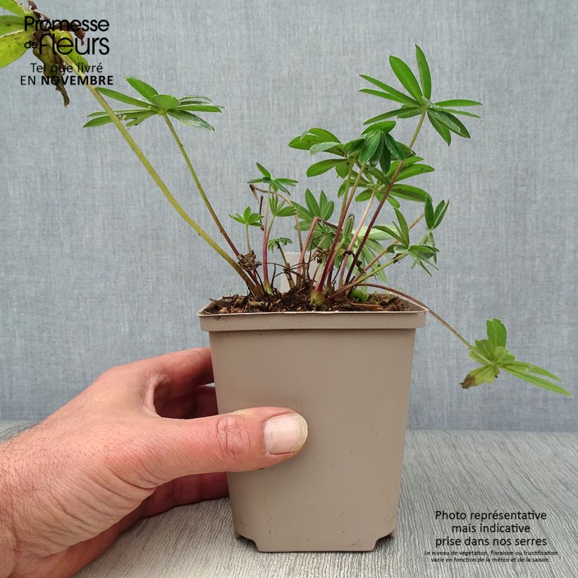 Ejemplar de Altramuz West Country Tequila Flame Maceta de 10 cm/11 cm entregado en otoño