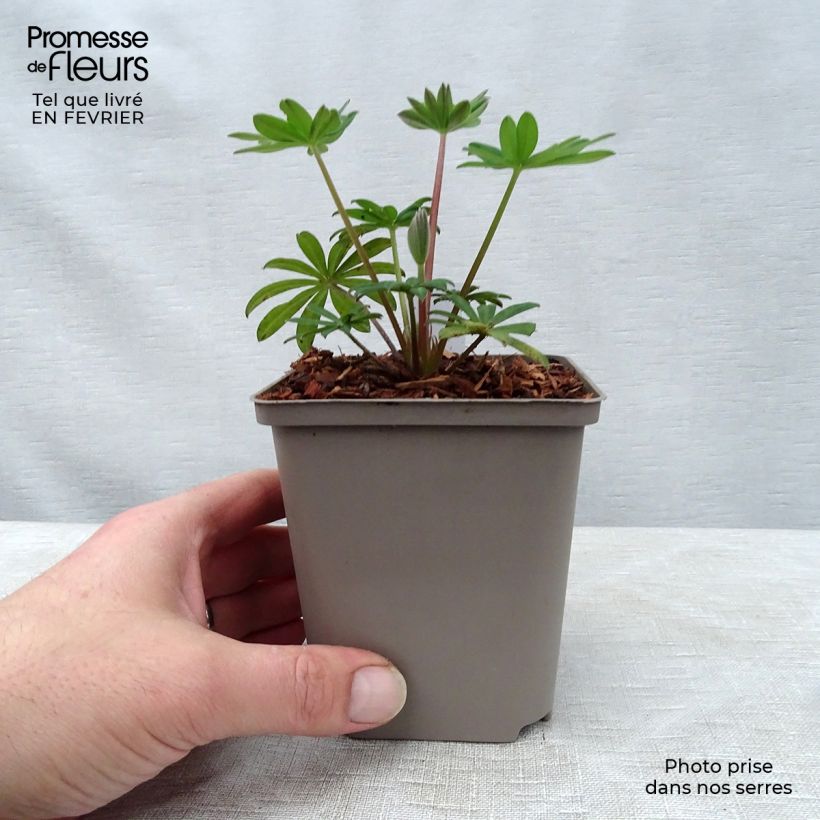 Altramuz West Country Towering Inferno Maceta de 10 cm/11 cm Ejemplar entregado en invierno