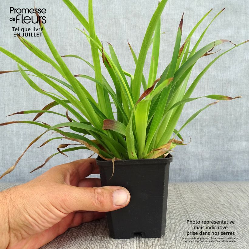 Ejemplar de Luzula sylvatica - Lúzula del bosque Maceta de 8/9 cm entregado en verano