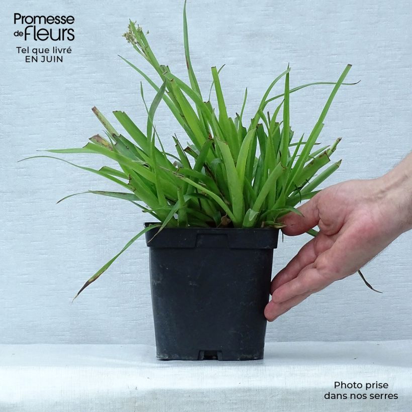 Ejemplar de Luzula sylvatica - Lúzula del bosque Maceta 2L/3L entregado en verano