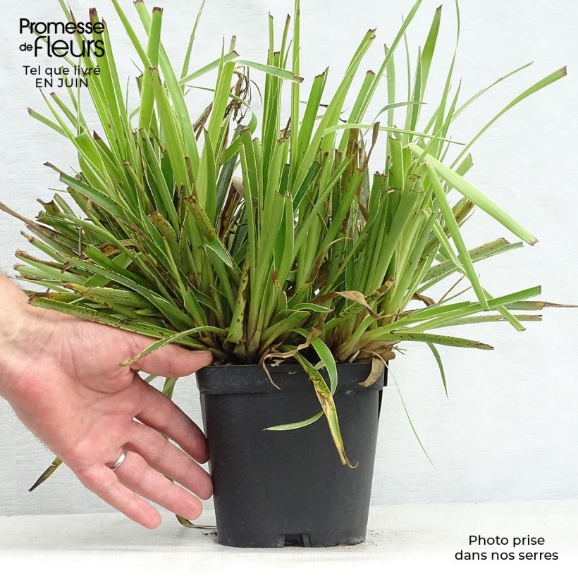 Ejemplar de Luzula sylvatica Marginata - Lúzula del bosque Maceta 2L/3L entregado en verano