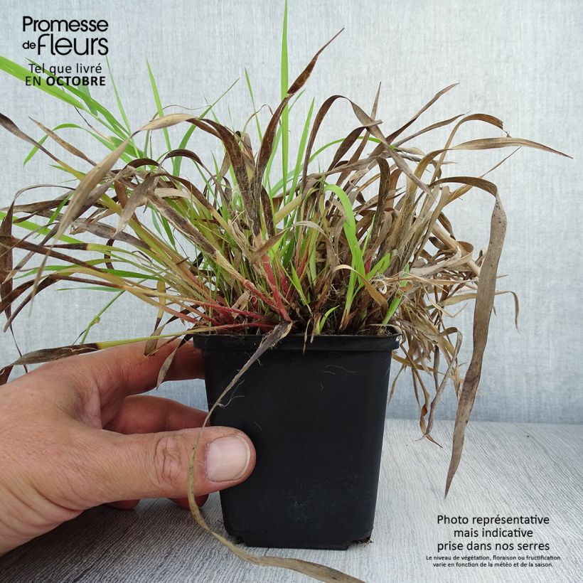 Ejemplar de Luzula pilosa Maceta de 8/9 cm entregado en otoño