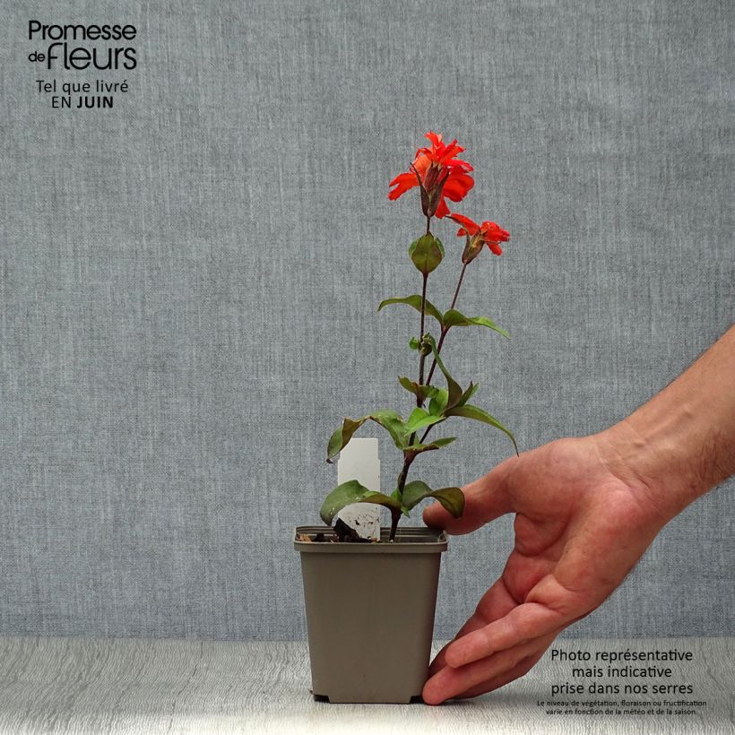 Ejemplar de Lychnis arkwrightii Vesuvius Maceta de 8/9 cm entregado en verano
