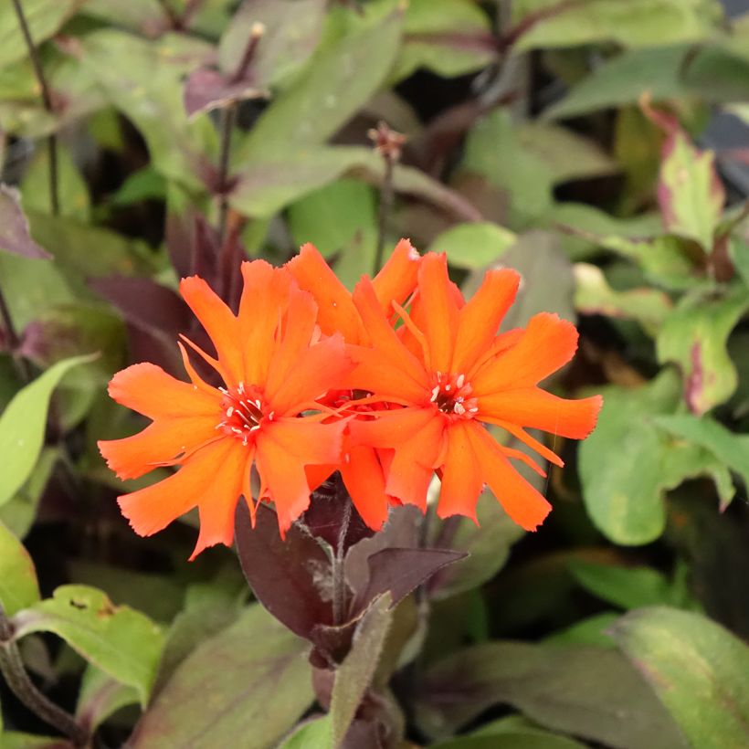 Lychnis arkwrightii Vesuvius (Floración)