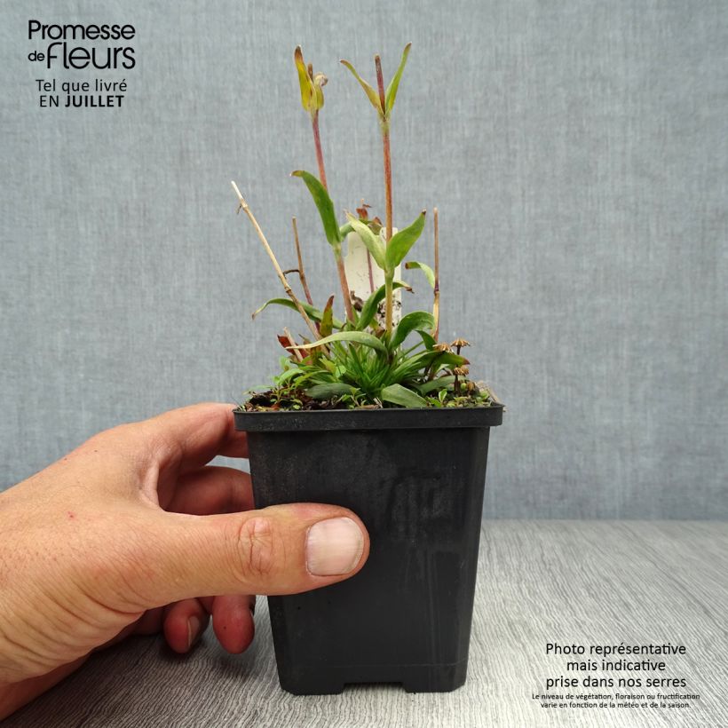 Ejemplar de Lychnis alpina Maceta de 8/9 cm entregado en verano