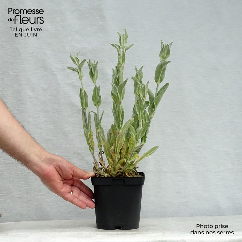 Ejemplar de Lychnis coronaria Alba - Clavel lanudo Maceta 2L/3L entregado en verano