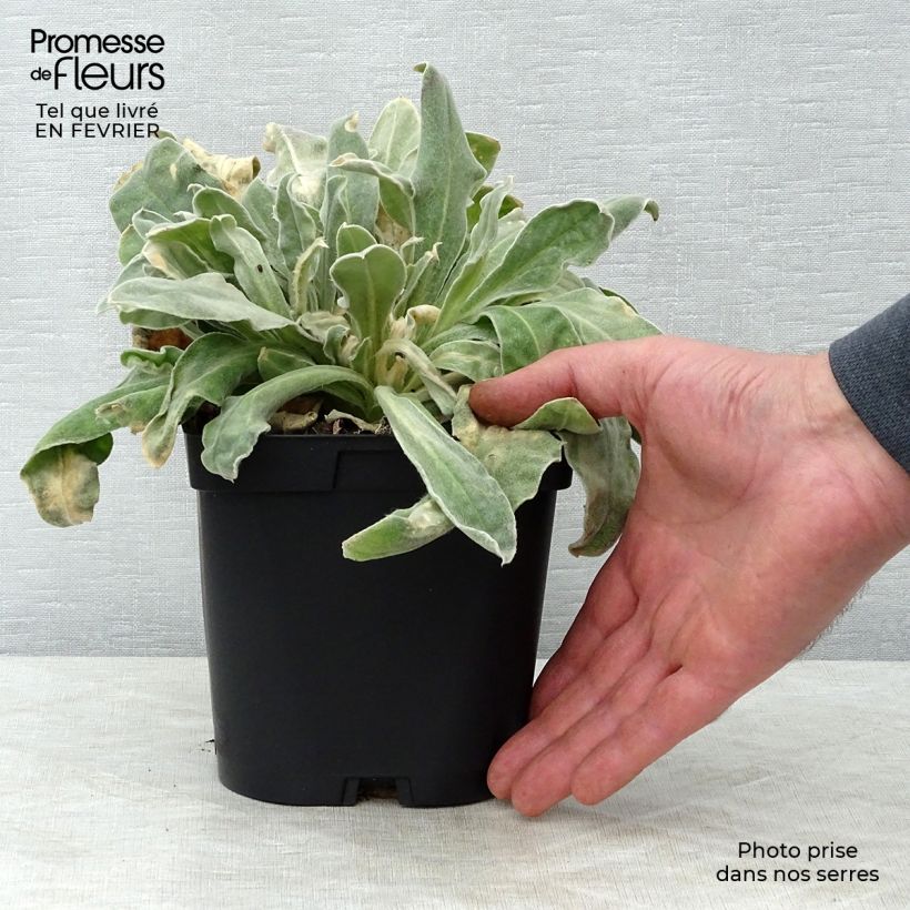 Lychnis coronaria Atrosanguinea - Clavel lanudo Maceta 2L/3L Ejemplar entregado en invierno