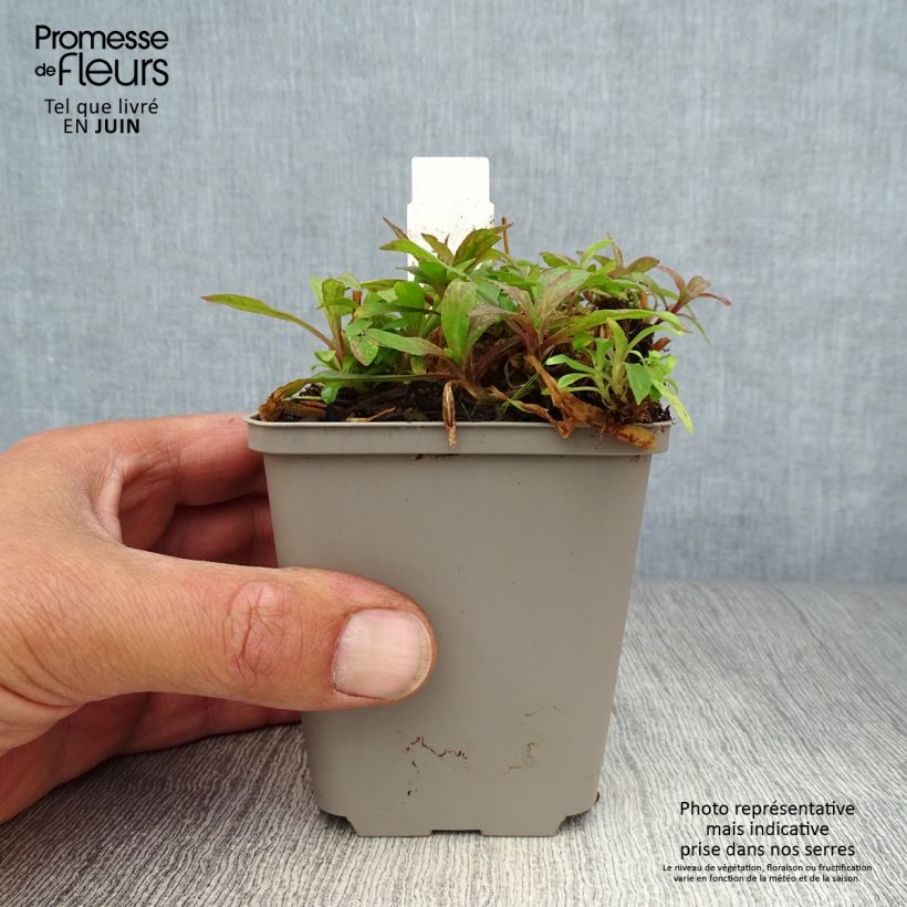 Ejemplar de Lychnis flos-cuculi Jenny - Flor de cuclillo Maceta de 7/8 cm entregado en verano