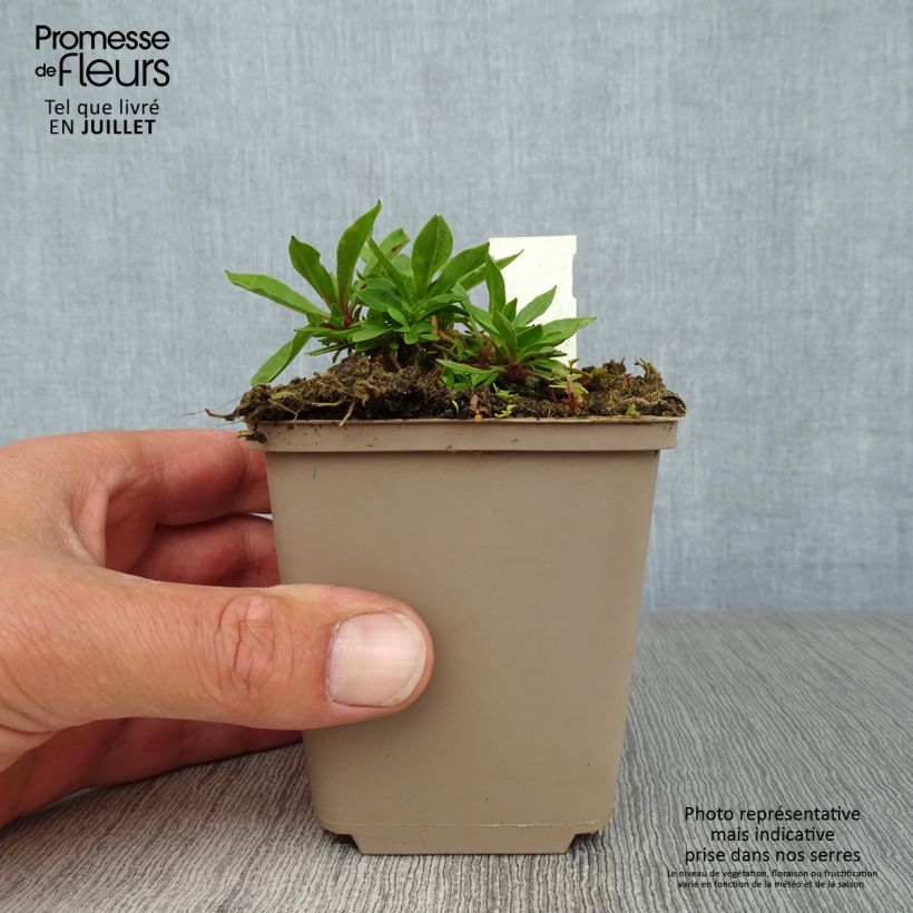 Ejemplar de Lychnis flos-cuculi - Flor de cuclillo Maceta de 8/9 cm entregado en verano