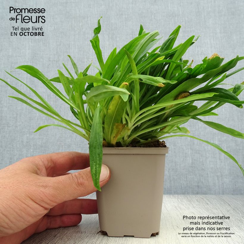 Ejemplar de Lychnis flos-cuculi Petit Henri - Flor de cuclillo Maceta de 8/9 cm entregado en otoño