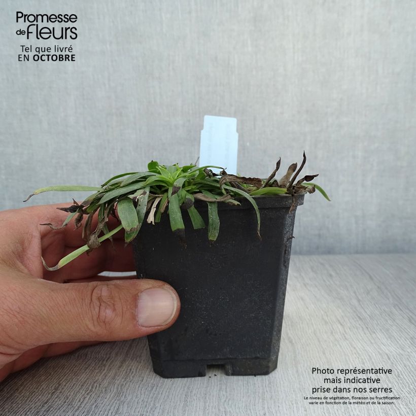 Ejemplar de Lychnis viscaria Plena Maceta de 8/9 cm entregado en otoño