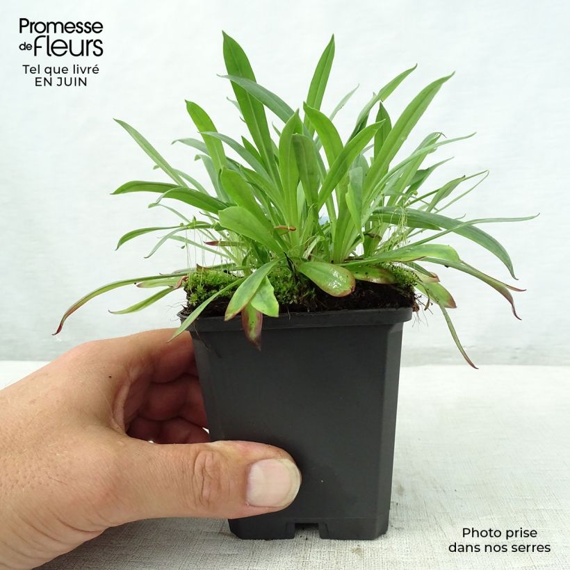 Ejemplar de Lychnis viscaria Plena - Attrape-mouches à fleurs doubles Godet de 9cm entregado en verano