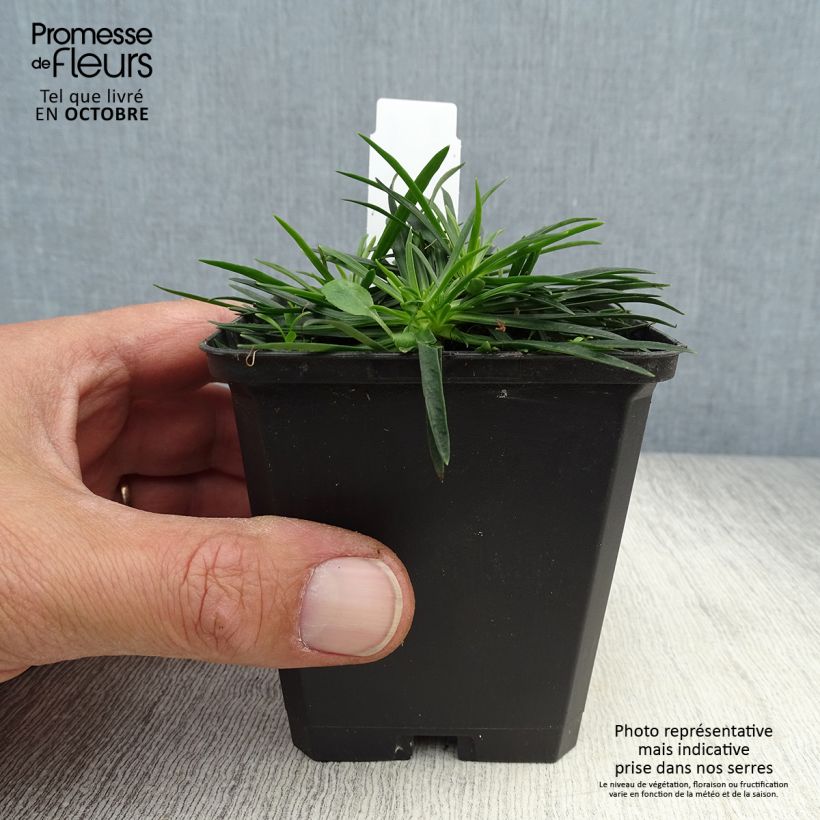 Ejemplar de Lychnis viscaria Splendens Maceta de 8/9 cm entregado en otoño