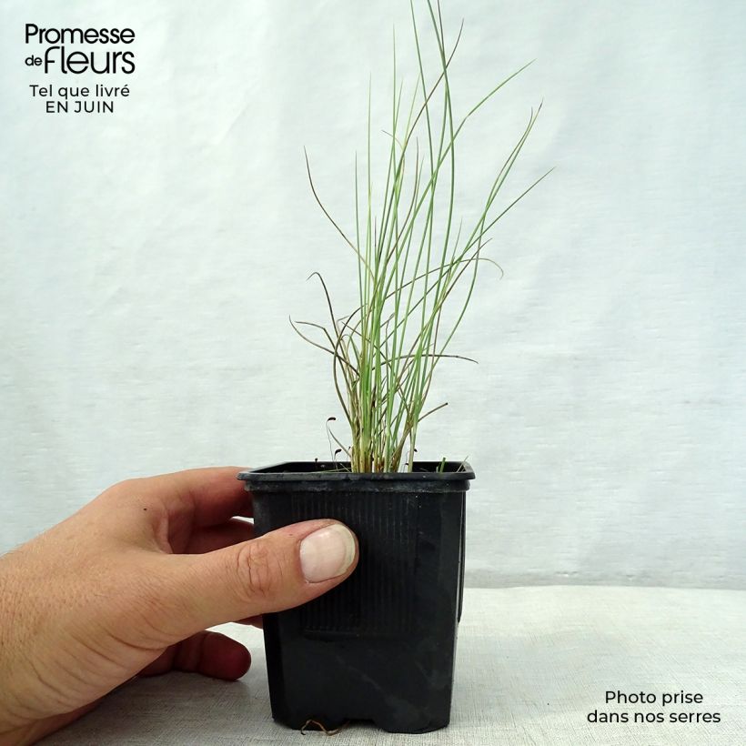 Ejemplar de Lygeum spartum - Albardín Maceta de 8/9 cm entregado en verano