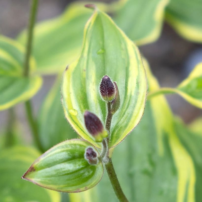 Tricyrtis formosana Autumn Glow - Lirio sapo (Follaje)