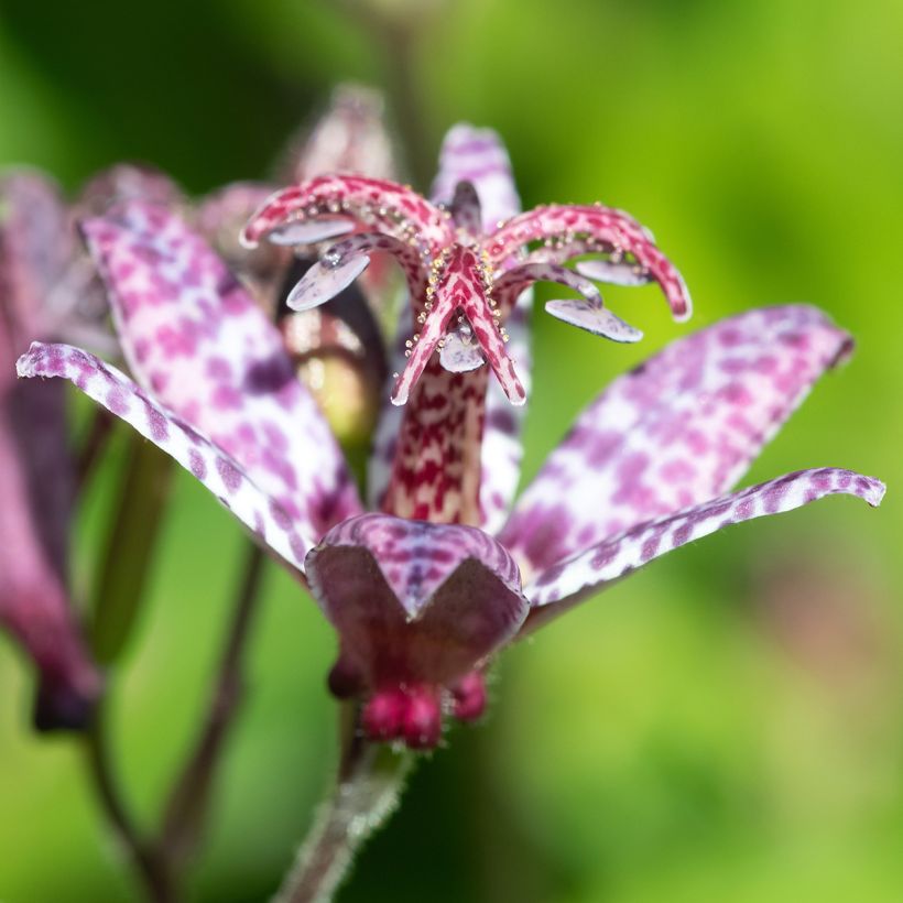 Tricyrtis formosana Autumn Glow - Lirio sapo (Floración)
