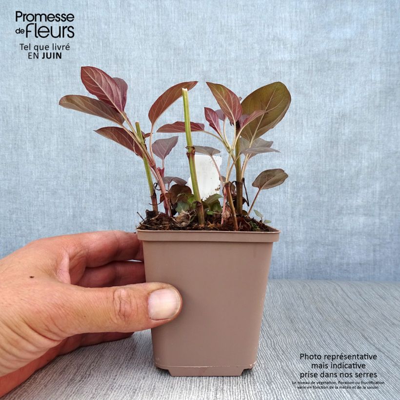 Ejemplar de Lysimachia ciliata Fire Cracker Godet de 9cm entregado en verano