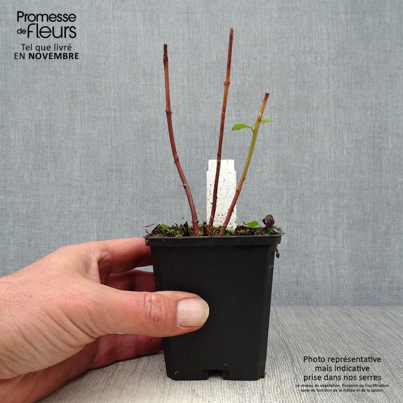 Ejemplar de Lysimachia clethroides Maceta de 8/9 cm entregado en otoño