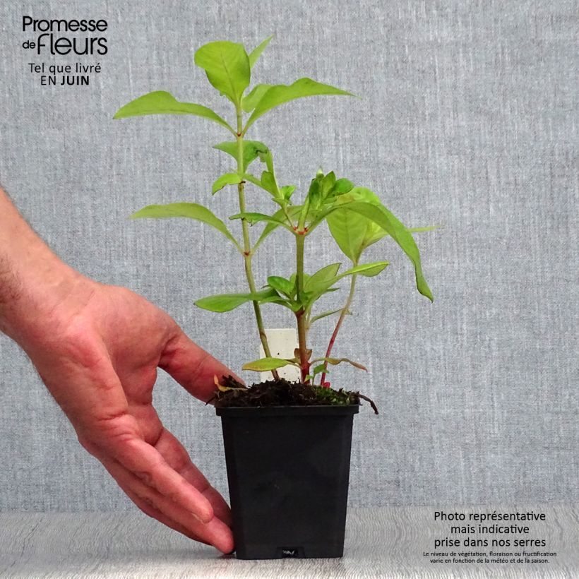 Ejemplar de Lysimachia clethroides Maceta de 8/9 cm entregado en verano