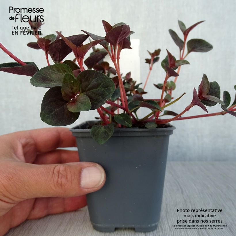 Ejemplar de Lysimachia congestiflora Maceta de 8/9 cm entregado en otoño