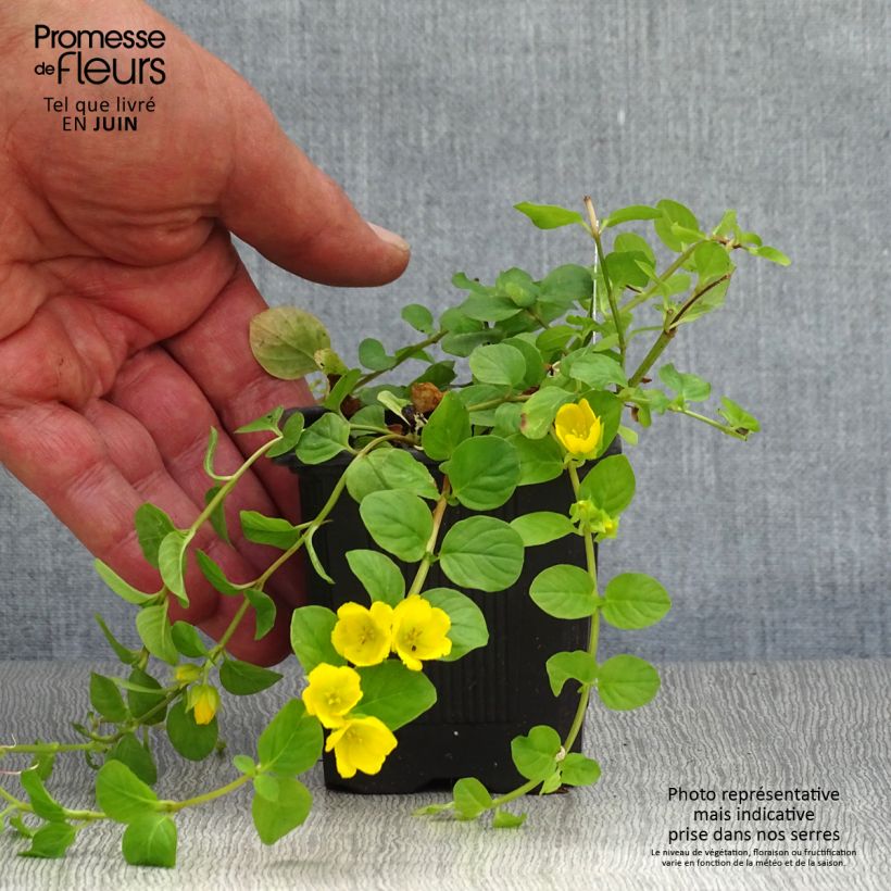 Ejemplar de Lysimachia nummularia - Hierba de la moneda Maceta de 8/9 cm entregado en verano