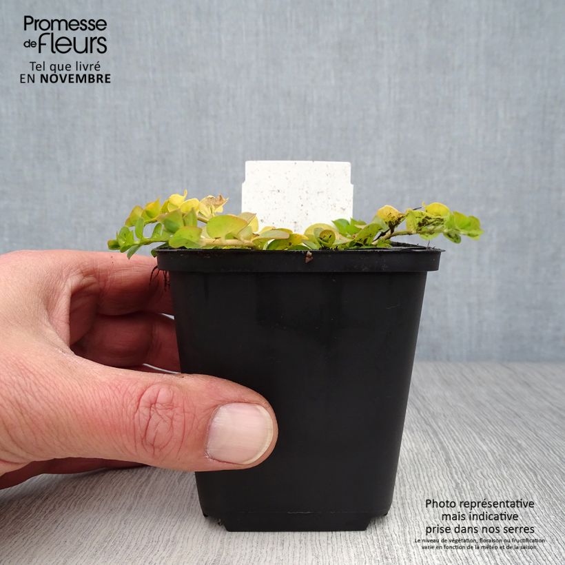 Ejemplar de Lysimachia nummularia Aurea Maceta de 8/9 cm entregado en otoño