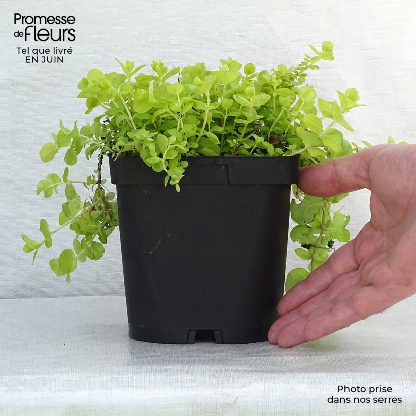 Ejemplar de Lysimachia nummularia Aurea Maceta de 8/9 cm entregado en verano