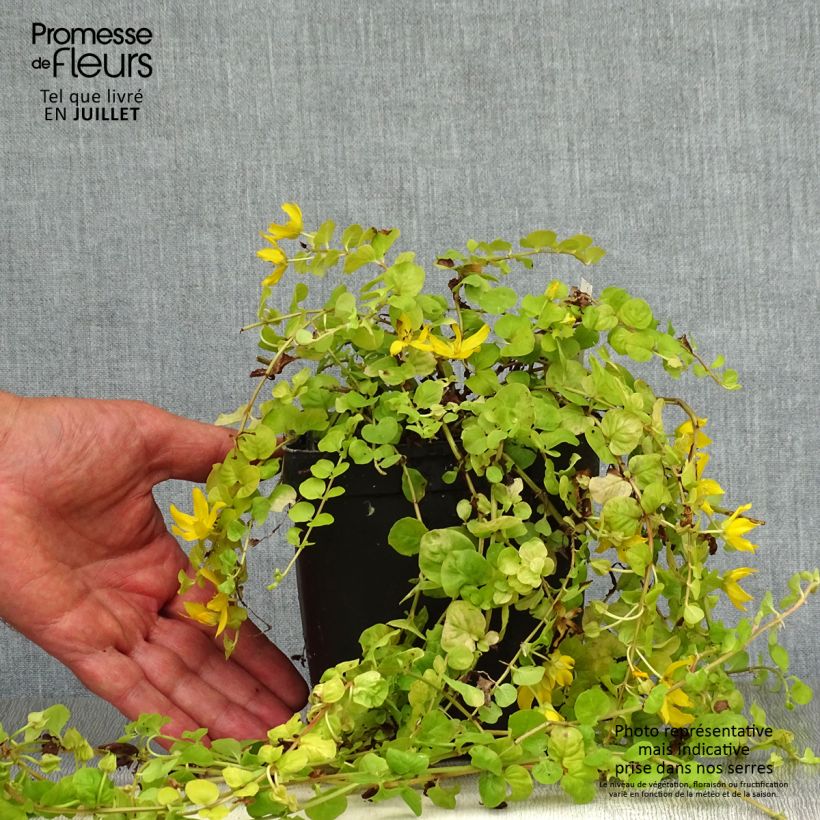 Ejemplar de Lysimachia nummularia Aurea Maceta 2L/3L entregado en verano