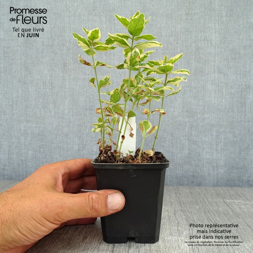 Ejemplar de Lysimachia punctata Alexander - Salicaria punteada Maceta de 8/9 cm entregado en verano