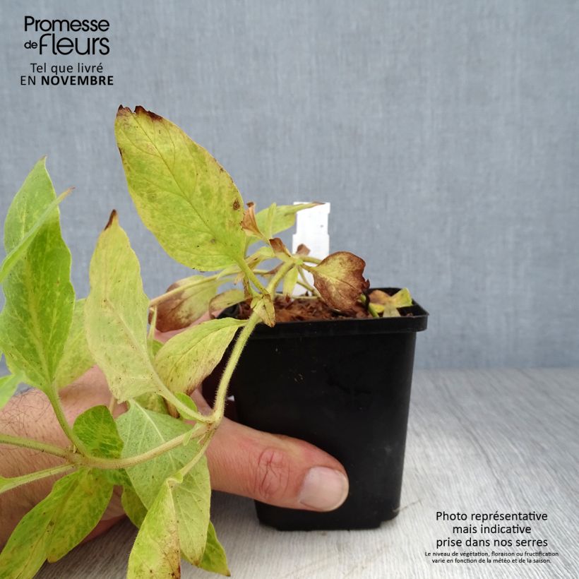 Ejemplar de Lysimachia punctata - Salicaria punteada Maceta de 8/9 cm entregado en otoño