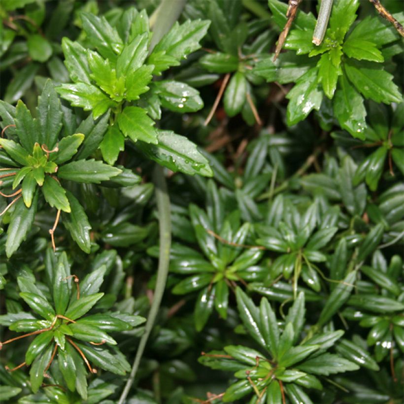 Lysionotus pauciflorus (Follaje)