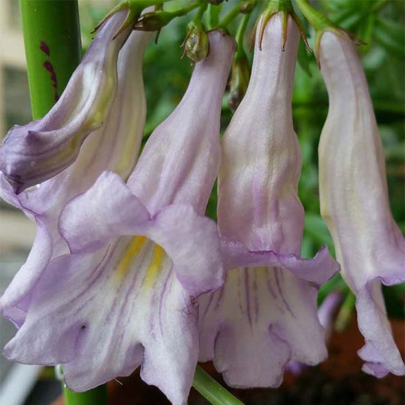 Lysionotus pauciflorus (Floración)