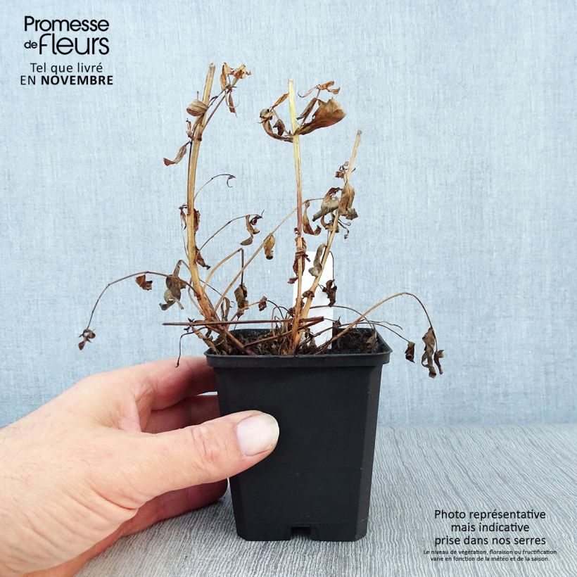 Ejemplar de Lythrum salicaria Robert - Salicaria Maceta de 8/9 cm entregado en otoño