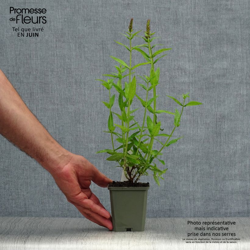 Ejemplar de Lythrum salicaria Robert - Salicaria Maceta de 8/9 cm entregado en verano