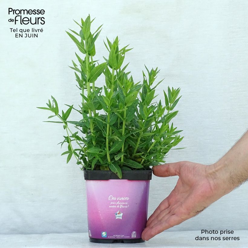 Ejemplar de Lythrum salicaria Robert - Salicaria Maceta 2L/3L entregado en verano