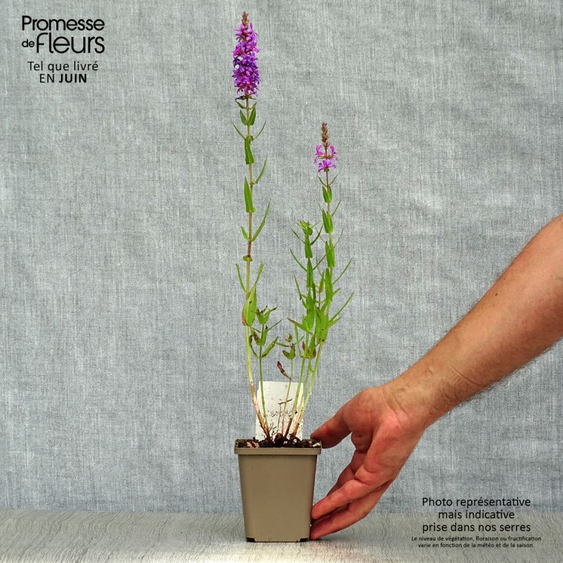 Ejemplar de Lythrum salicaria - Salicaria Maceta de 8/9 cm entregado en verano