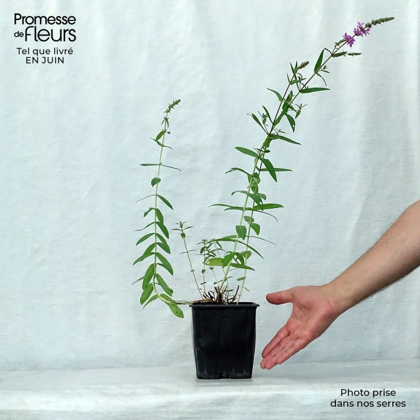 Ejemplar de Lythrum salicaria - Salicaria Maceta 2L/3L entregado en verano