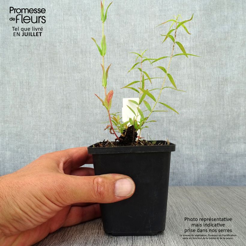 Ejemplar de Lythrum salicaria Swirl - Salicaria Maceta de 8/9 cm entregado en verano