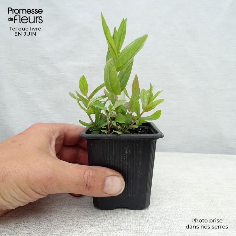 Ejemplar de Lythrum salicaria The Beacon - Salicaria Maceta de 8/9 cm entregado en verano