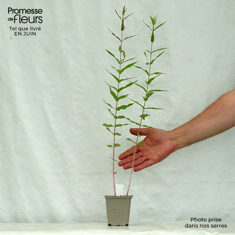 Ejemplar de Lythrum virgatum Dropmore Purple - Salicaria de la varita Maceta de 8/9 cm entregado en verano