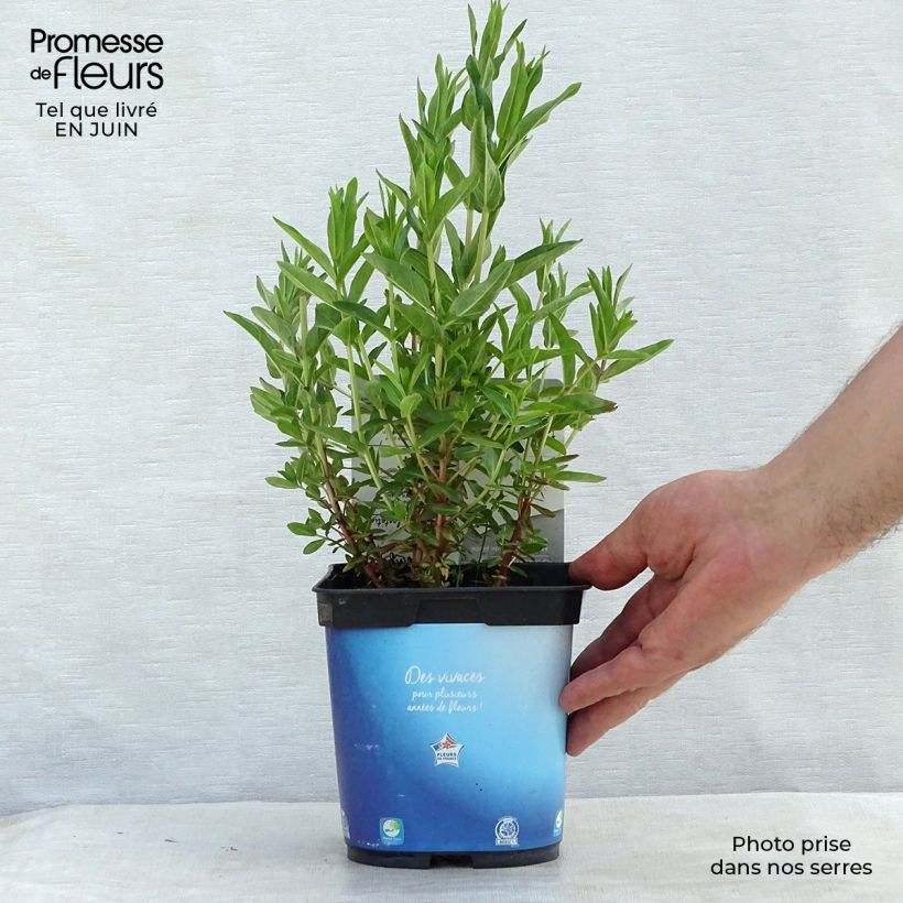 Ejemplar de Lythrum virgatum Dropmore Purple - Salicaria de la varita Maceta 2L/3L entregado en verano