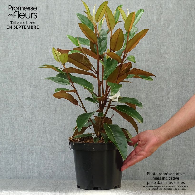 Ejemplar de Magnolia grandiflora Alta Maceta 4L/5L entregado en otoño