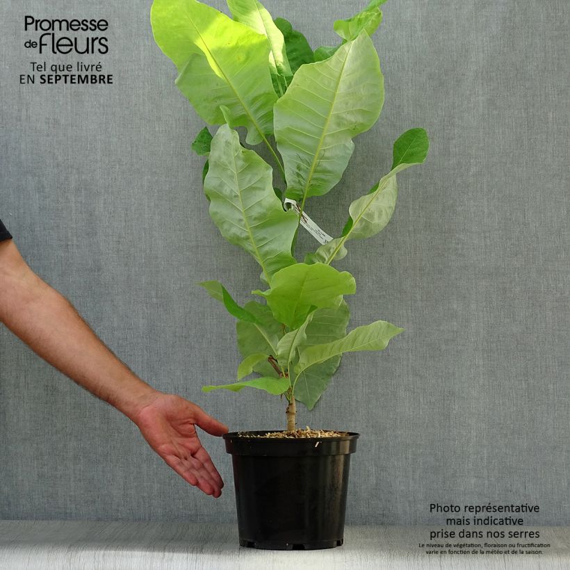 Ejemplar de Magnolia macrophylla subsp. ashei - Magnolia de hojas grandes Maceta 4L/5L entregado en otoño