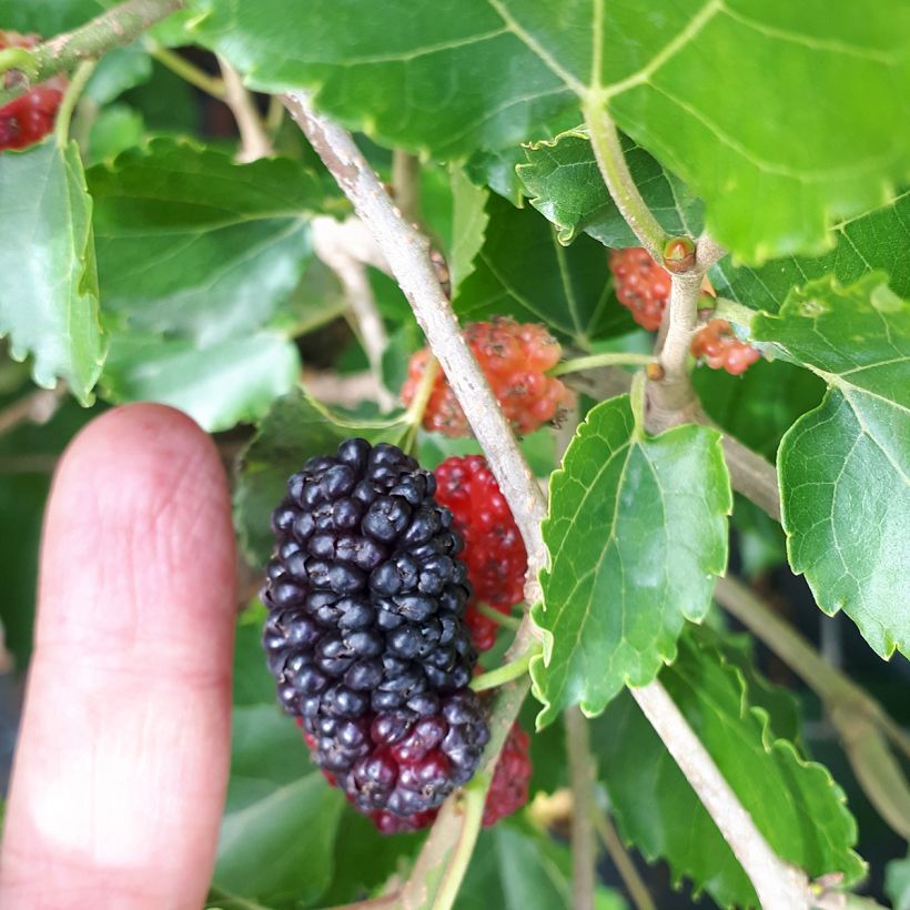 Morera Milanowek - Morus alba (Cosecha)
