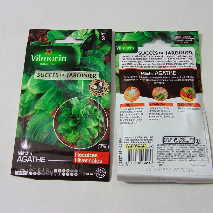 Ejemplo de ejemplar de Canónigo Agathe saco de 2600 semillas (4g) tal y como se entrega